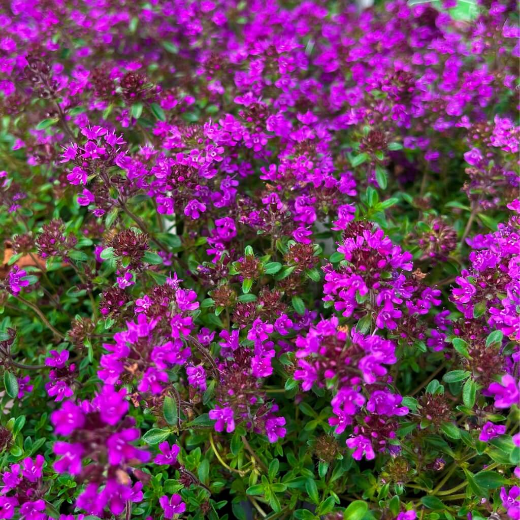 Urban Herbs